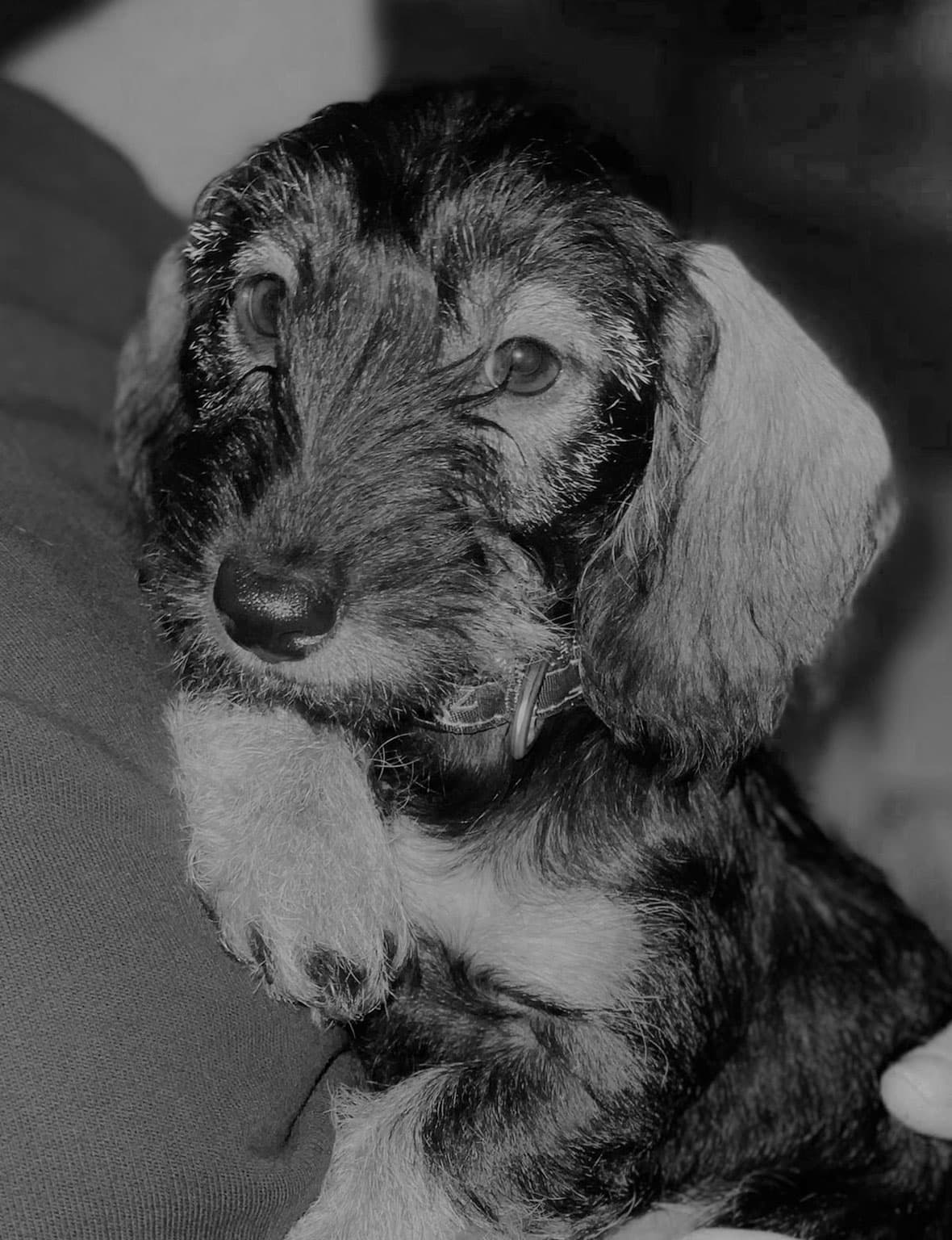Keet als pup